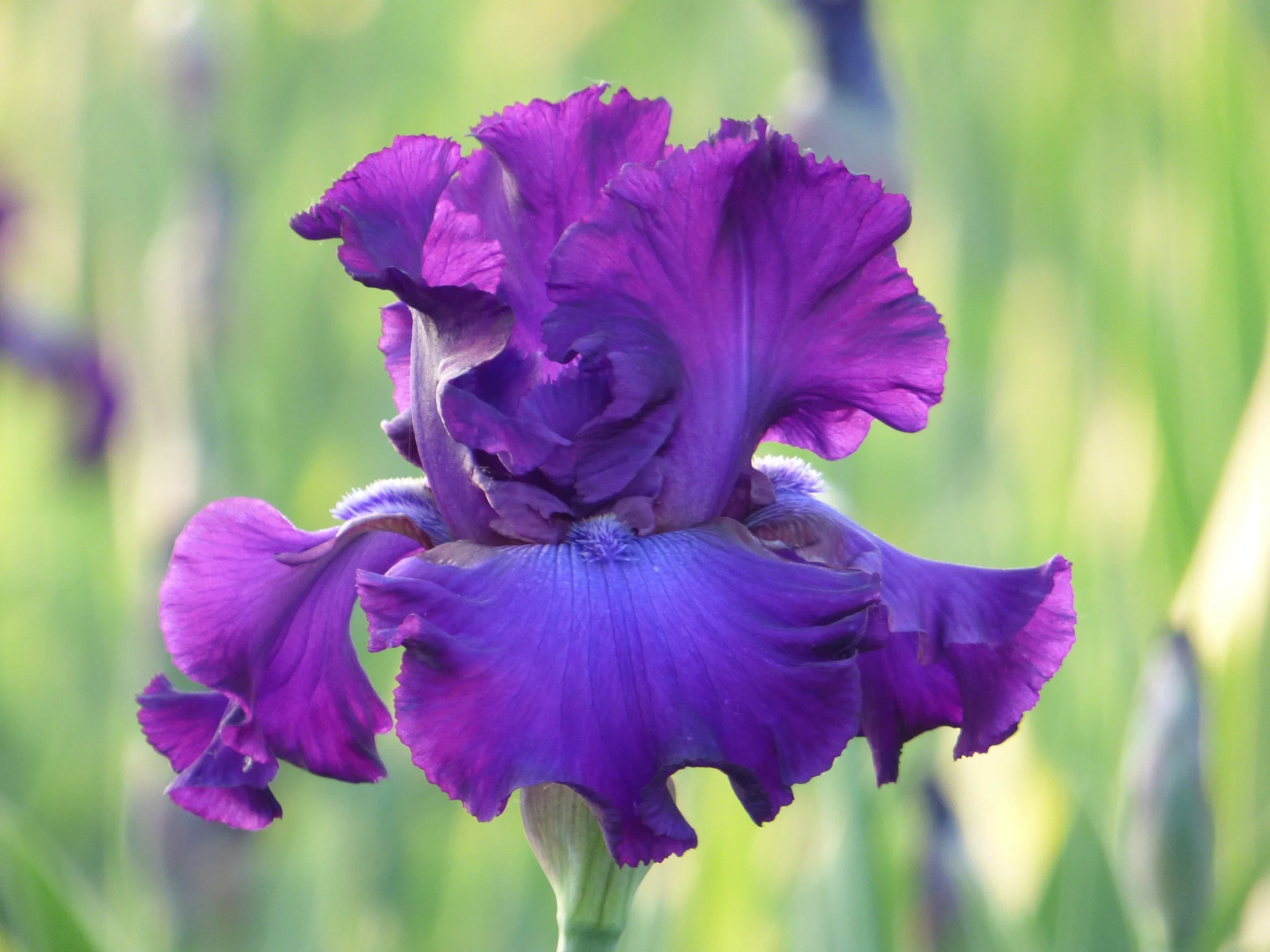 Swingtown Bearded Iris Seeds